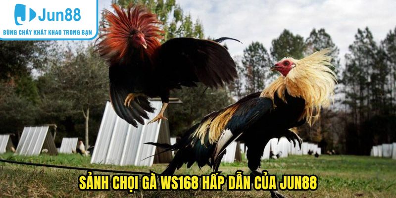 Sảnh chọi gà ws168 hấp dẫn của Jun88