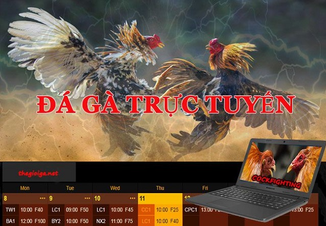 Trực tiếp đá gà online - Trải Nghiệm Hấp Dẫn Và Cơ Hội Kiếm Tiền Đỉnh Nhất Tại Nhà Cái Jun88